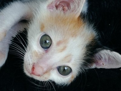 Diagnosis FIP-help me save VANILLA!!!!