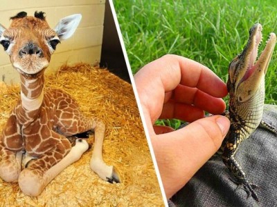 Help me to take care of my animals