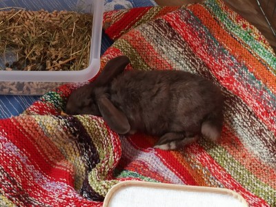 Forgotten bunny needs help