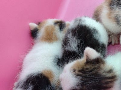 Help me to feed my cats