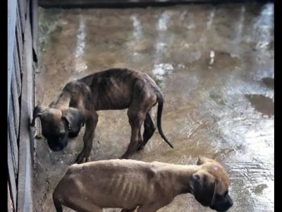 Save abandoned stray dogs