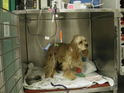 Save Bobbie
