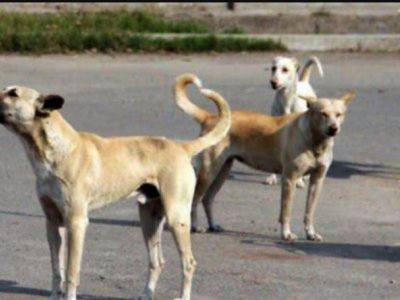 Hungers.orphans.accidental animal help