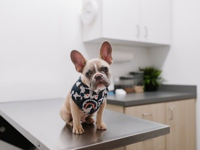 raise funds for dog surgery