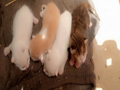 4 cats without housing and without food