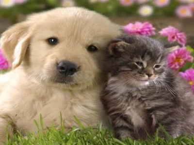 Save the animals and save his life
