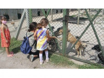 Stray animals adoption