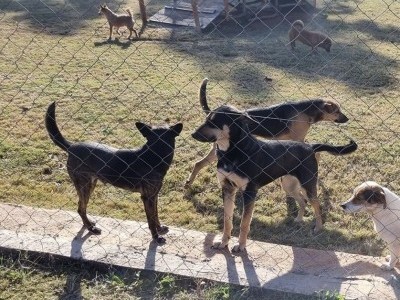 Potchestroom Animal Shelter