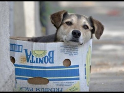 Help for food and building houses for animals