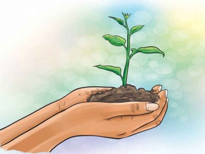 Sohna Punjab (Plantation in Punjab )