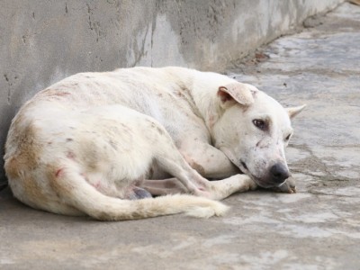 Save Dogs Save Humanity