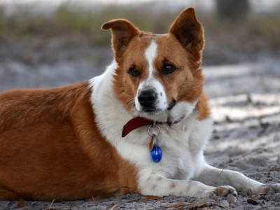 Stray dog during lockdown needs your help