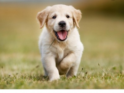 Need to feed and take care of puppies ?❤