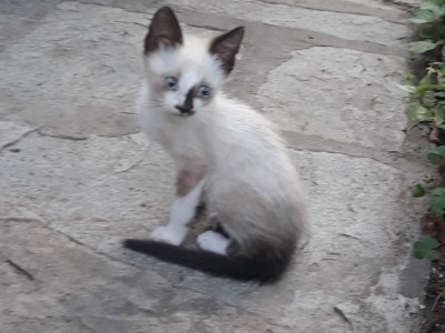 Help me save him!!! I love him!