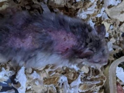 Gray the Hamster
