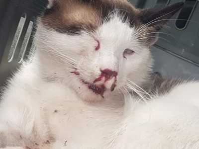 Puff saved by HIT AND RUN car accident