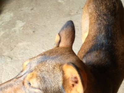 Save the sick dog
