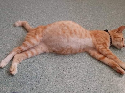 My Cat Have FIP