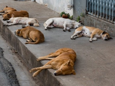 HELP FOR ABANDONED DOGS FOOD AND CARE