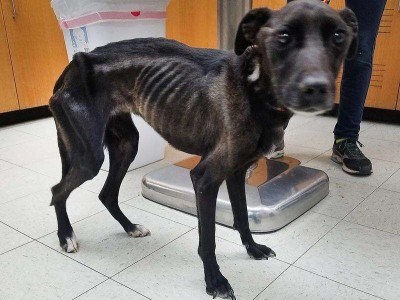 Donate so Abadoned dogs dont starve to death