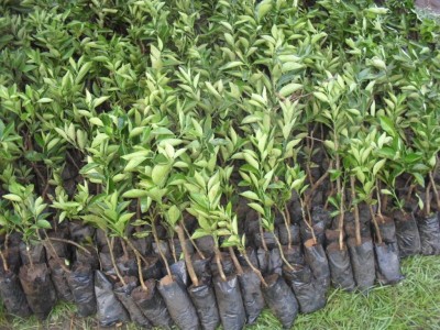 1 Million Fruit trees