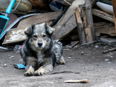 Help this sick puppy!