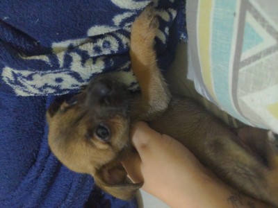 In love with 4 paws
