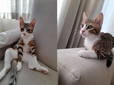 Help for my cat's surgery