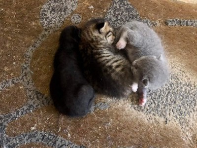 Save the kittens