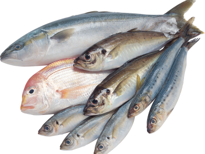 My Fish Farming Business