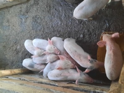 SUPORT ME TO BUILD A SHELT FOR MY PIGLETS