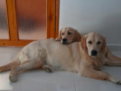 Rented property for myself and my dogs.