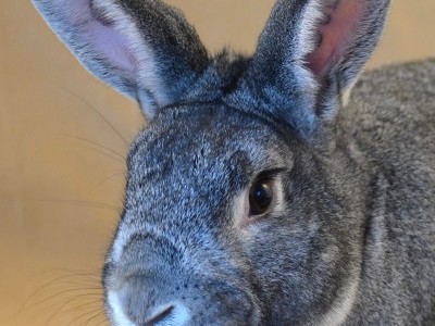 Don't let the poor bunnys Die!!