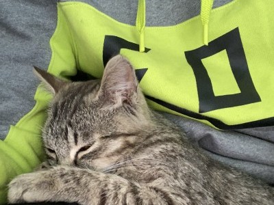 Cat neddes a surgery