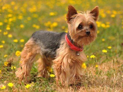 surgery for my dog he has cancerous tumor