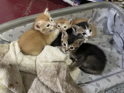Feeding more than 15 Cats