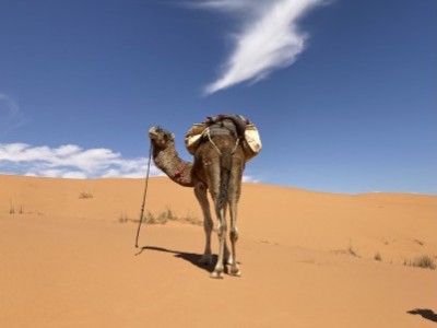 Feed for camels in desert Merzouga