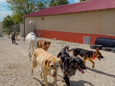 Donate Pet Food