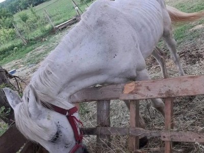 David the horse ^^