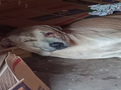 Puppy set on fire