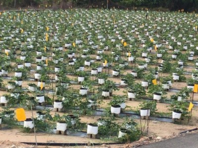 Farm Produced