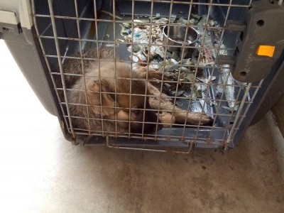 Help and Save Our Pet Farm