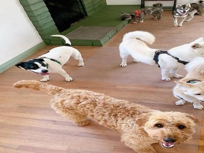 The Old Town Animal Orphanage
