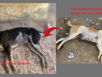 Please help to stop the poisoning of dogs
