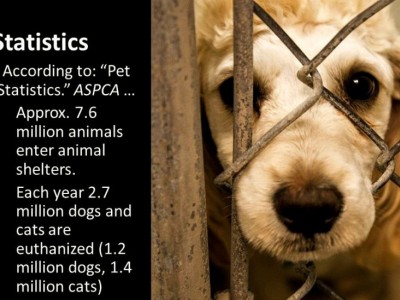 Homeless Animal's Organization