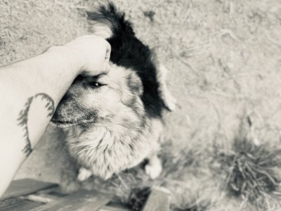 Animal Shelter needs your help!