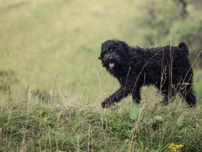 Adopting my first dog.