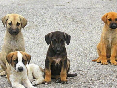 The need for shelter for our stray animals