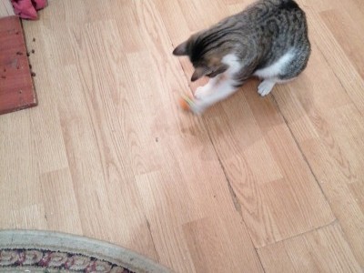 Help a little cat