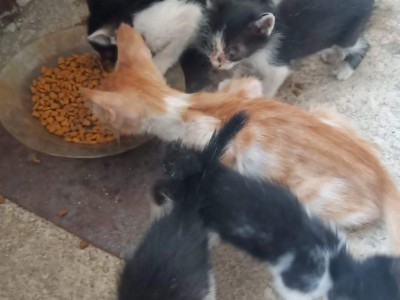 fees for street cats